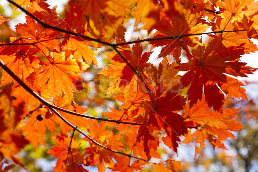 The autumn wood waiting for winter is pleasing to the eye rich paints