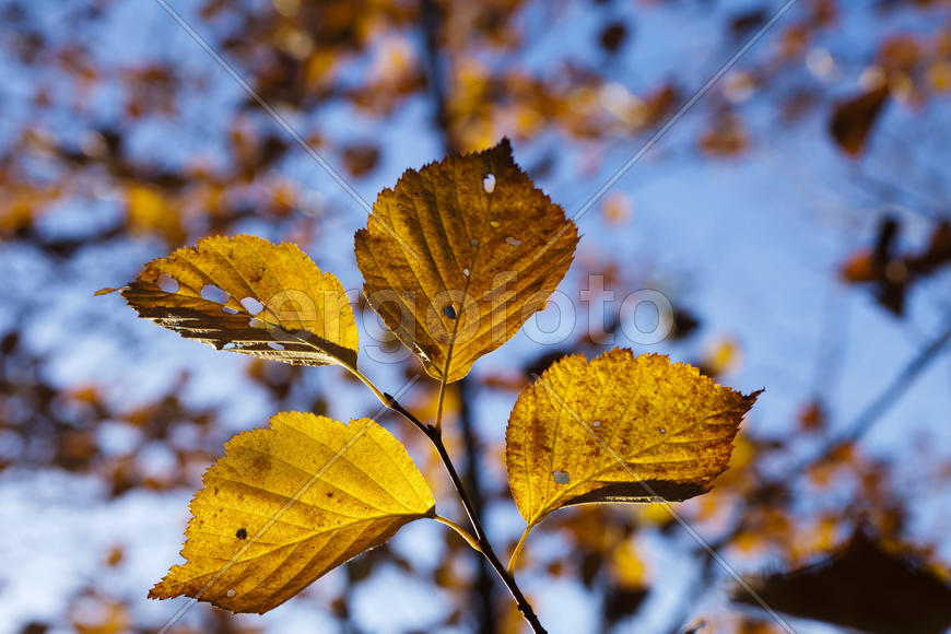 Autumn forest colorful stands in the last days of autumn