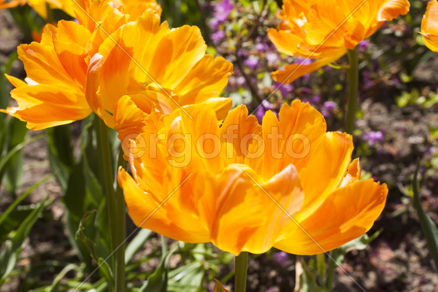 Beautiful spring flowers are pleasing to the eye beauty and tenderness