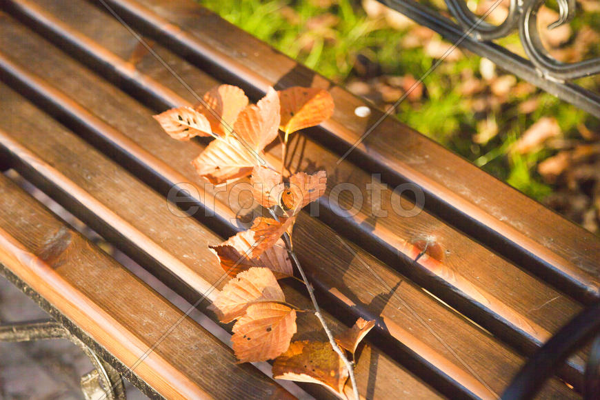 Autumn forest colorful stands in the last days of autumn