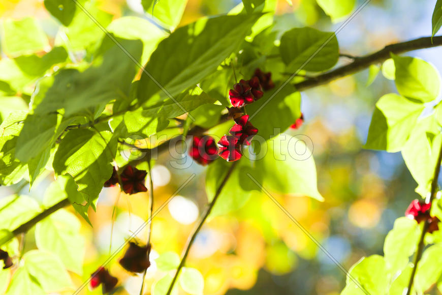 Autumn berries radut eye in recent days are warm