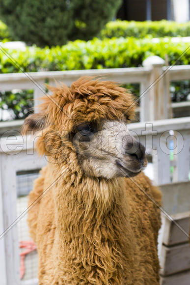 Monument to the flooded Russian ships in a bay