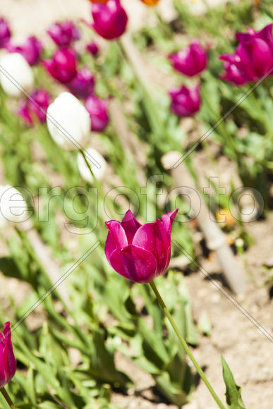 The sea of tulips under a bright sun pleases people