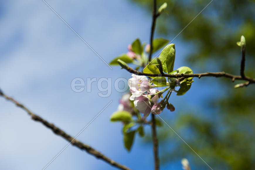 The blossoming apple-tree pleases people in the flowers and future apples