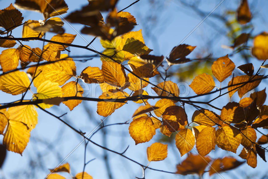 Autumn forest colorful stands in the last days of autumn