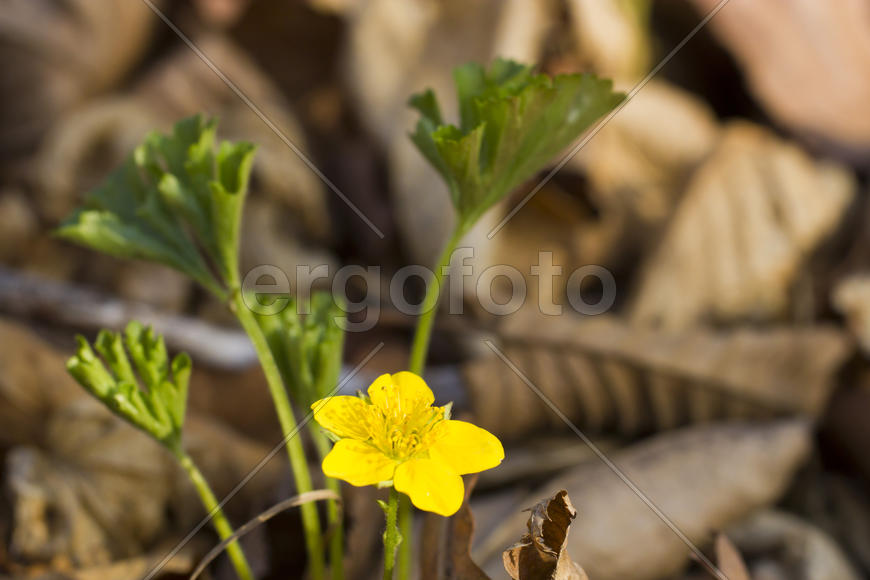 The first spring flowers are pleasing to the eye in the spring wood