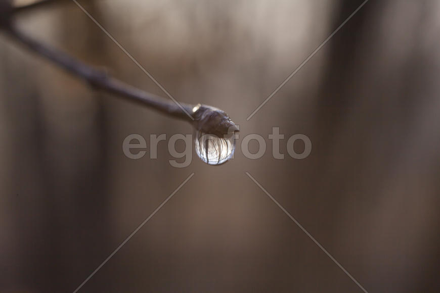 The drop after the settled fog reflects the surrounding wood in a branch