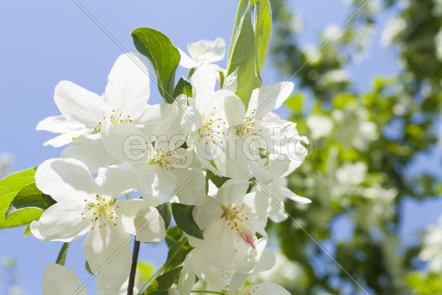 Beautiful spring flowers are pleasing to the eye beauty and tenderness