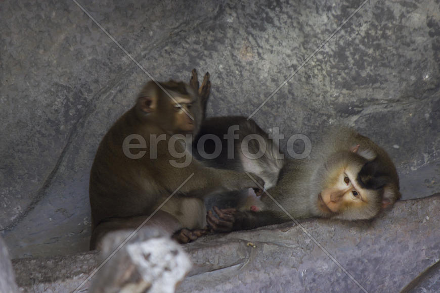 Monkeys in a zoo go about the own business and don't pay attention to people