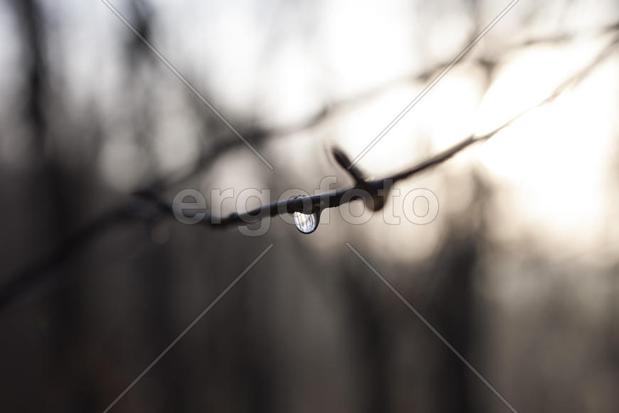 The drop after the settled fog reflects the surrounding wood in a branch