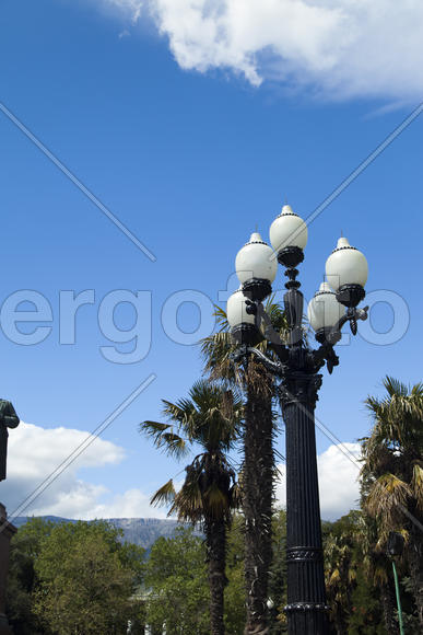 Palm trees and cypresses grow in the South and are pleasing to the eye beauty