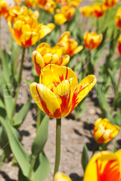 Beautiful spring flowers are pleasing to the eye beauty and tenderness