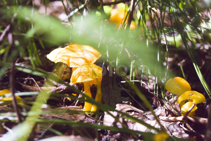 Mushrooms growing in the forest after a good rain