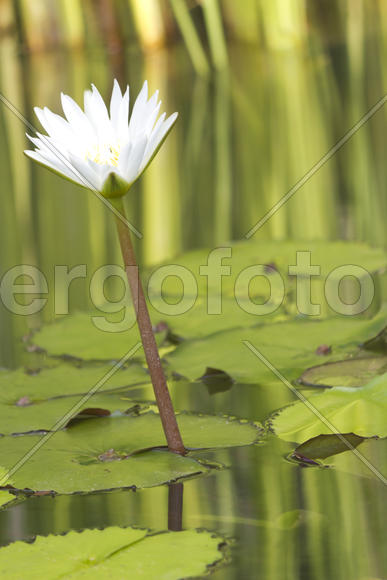 Water-lilies in a pond blossom in the different flowers on pleasure to people