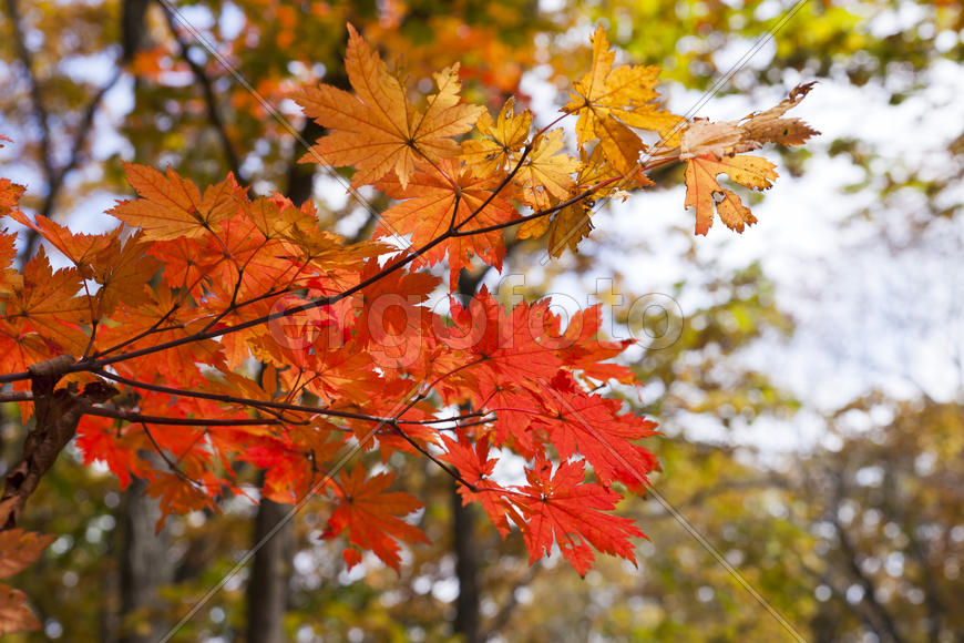 The autumn wood waiting for winter is pleasing to the eye rich paints
