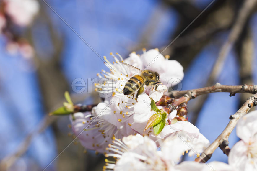 The bee on a fruit tree collects nectar and pollinates flowers