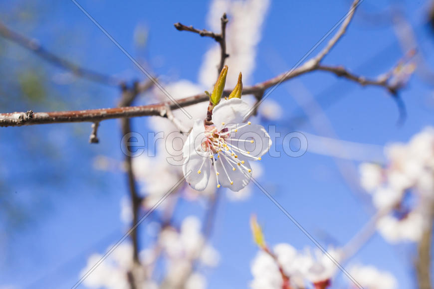 Beautiful spring flowers are pleasing to the eye beauty and tenderness