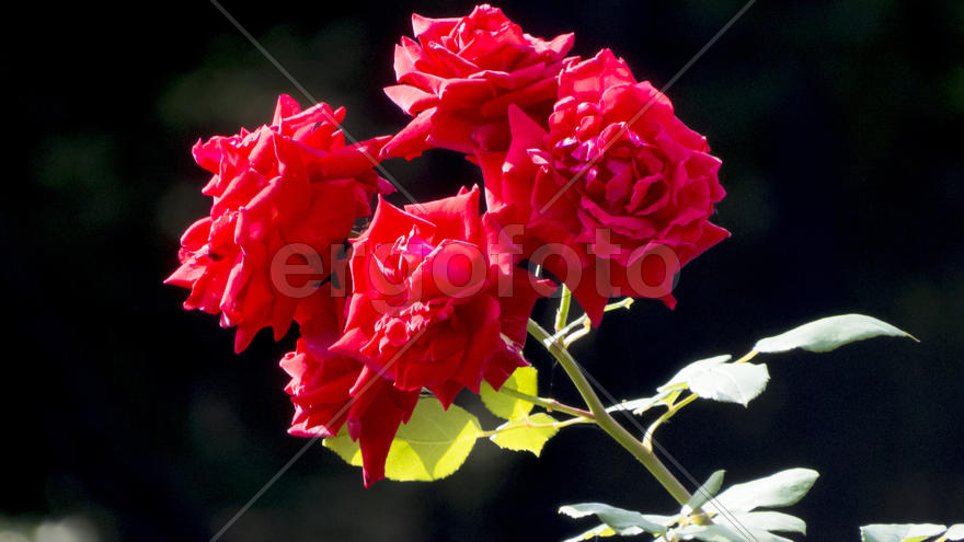 Autumn flowers grow in the joy of the people in the bright light of the sun