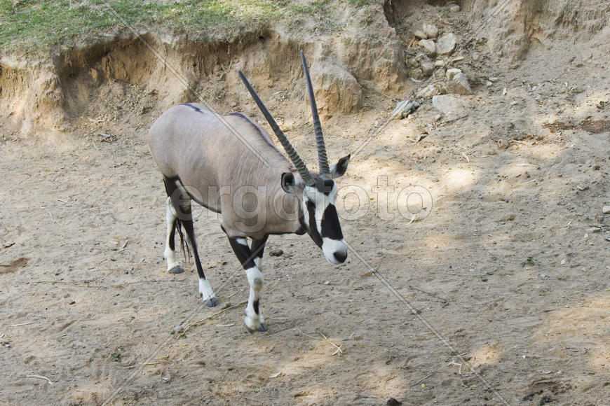 The antelope on walk bypasses the possession in search of food