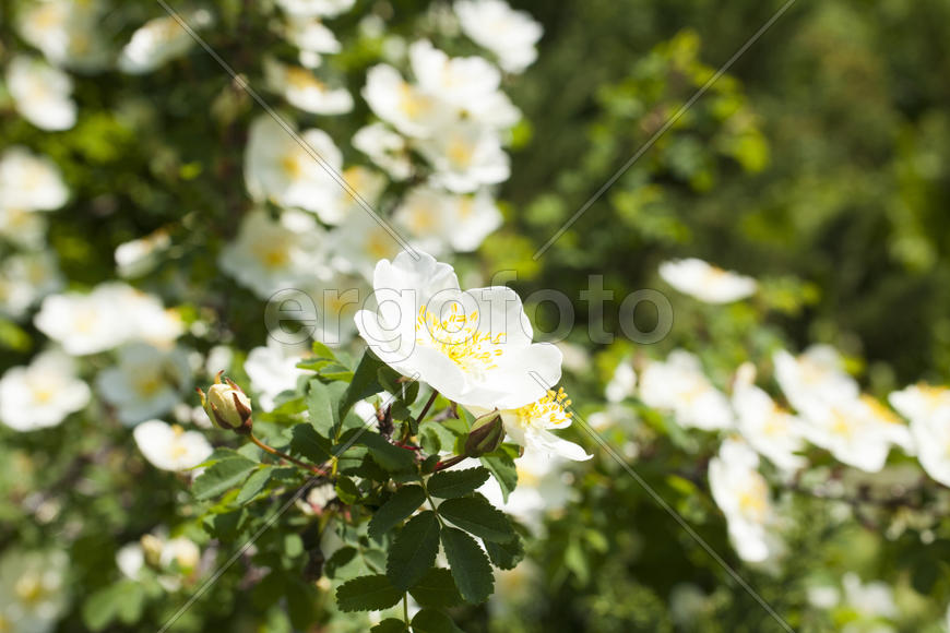 Beautiful spring flowers are pleasing to the eye beauty and tenderness