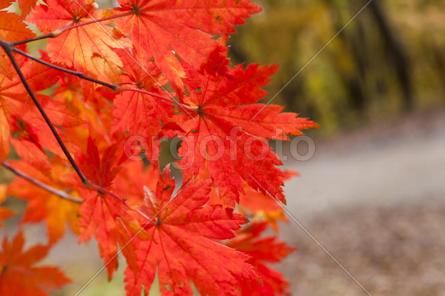 The autumn wood waiting for winter is pleasing to the eye rich paints