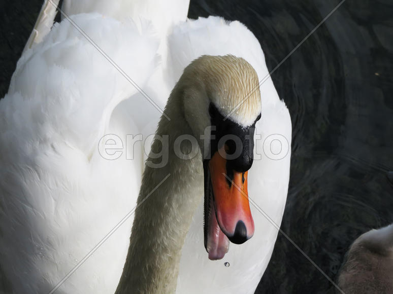 Swans in a pond float in search of food and pose for photographers