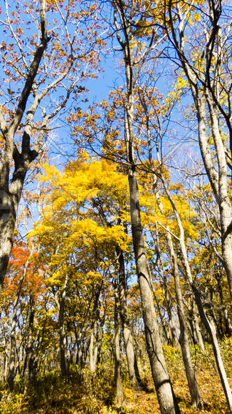 Autumn forest basking in the last warm autumn sunshine