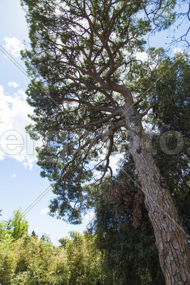 The southern pine against the blue sky in the sunny day