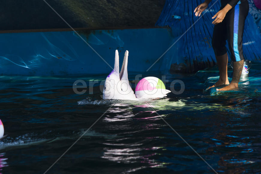 Dolphins in a dolphinarium address the audience and are very happy