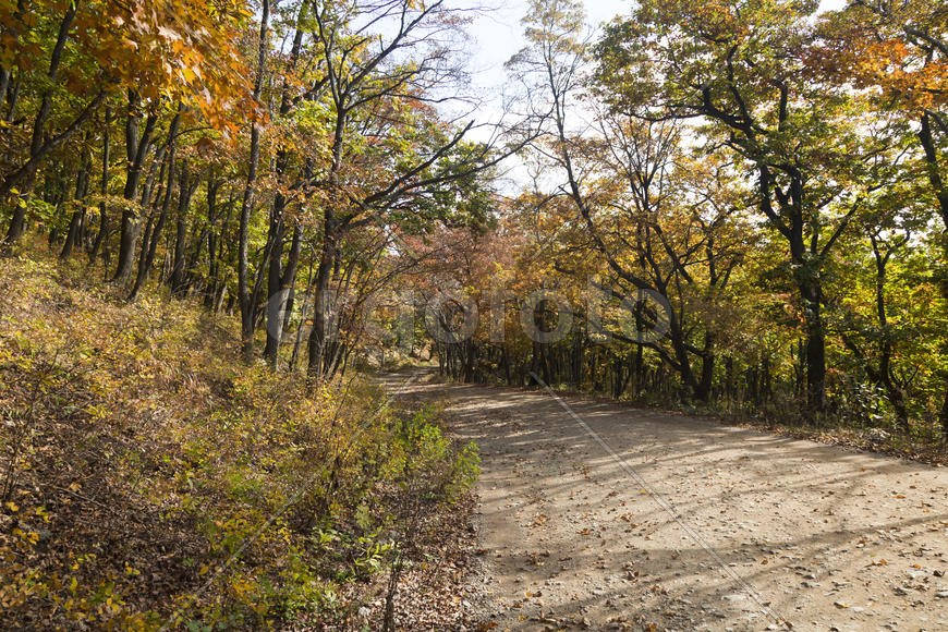 The autumn wood waiting for winter is pleasing to the eye rich paints