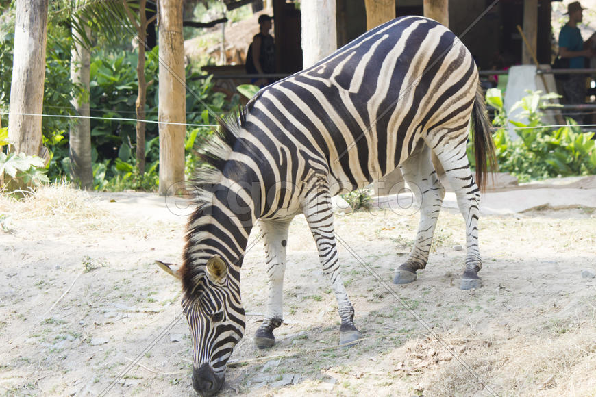 Zebras in a zoo peacefully nibble a grass on a clearing