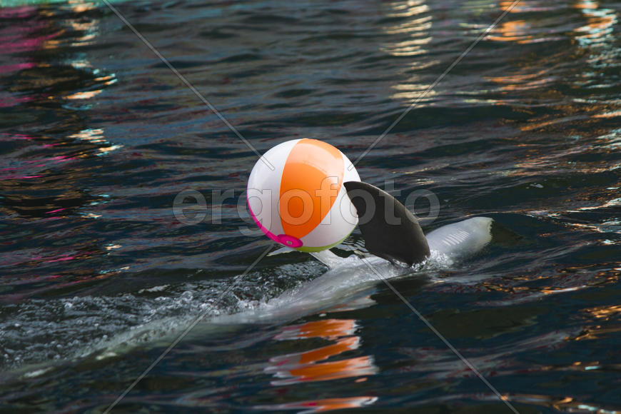 Dolphins in a dolphinarium address the audience and are very happy