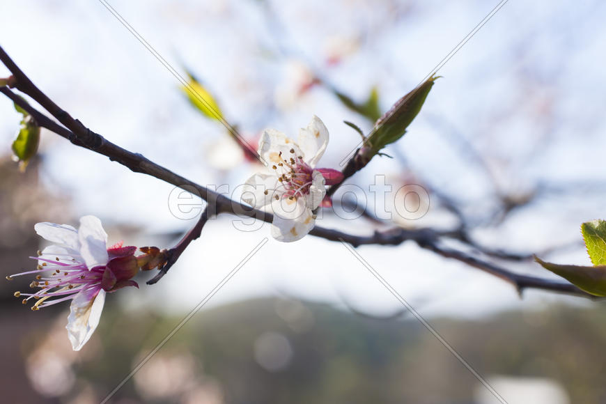 Beautiful spring flowers are pleasing to the eye beauty and tenderness