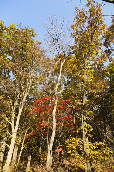 Autumn forest colorful stands in the last days of autumn