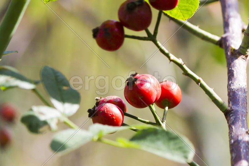 Autumn berries grow in the joy of the people in the bright light of the sun