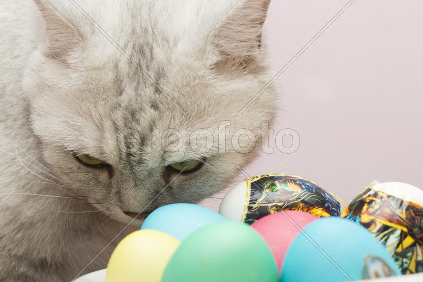 The big gray cat looks with self-respect