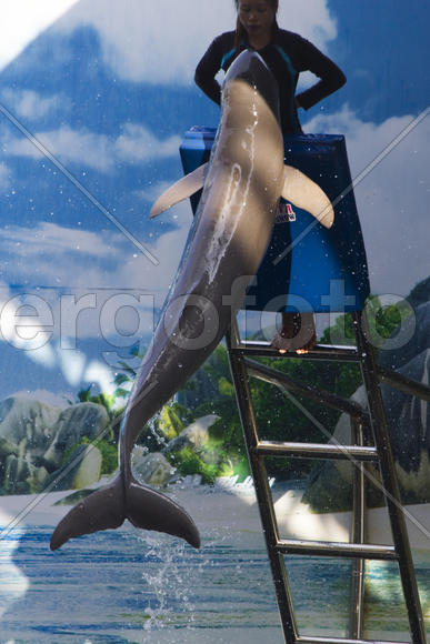 Dolphins in a dolphinarium address the audience and are very happy