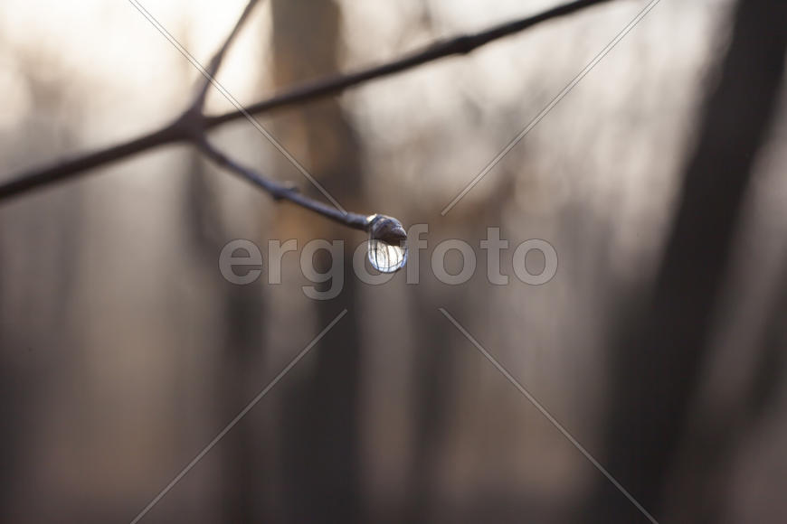 The drop after the settled fog reflects the surrounding wood in a branch