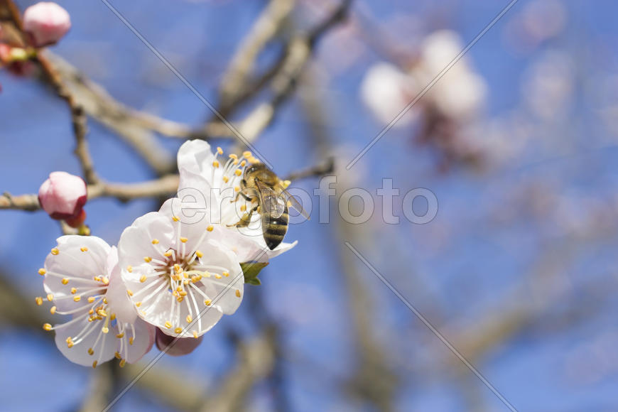 The bee on a fruit tree collects nectar and pollinates flowers