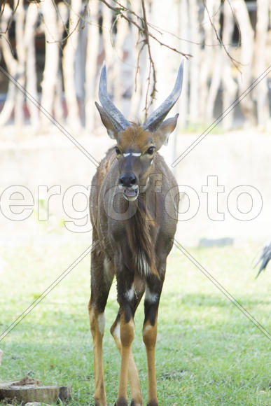 The antelope on walk bypasses the possession in search of food