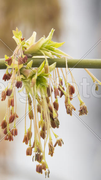 Ear rings on a tree show that the spring after all has come
