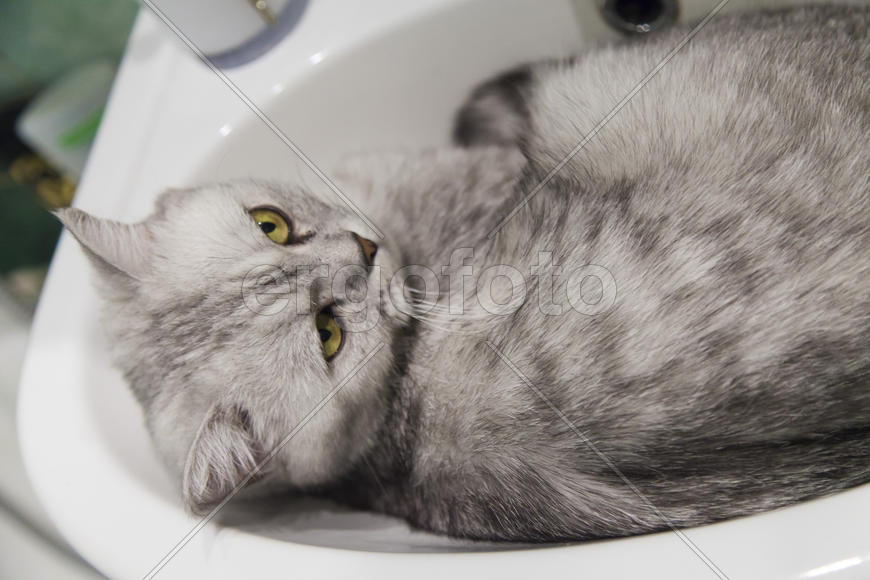 The gray cat in a sink lies and dreams of something