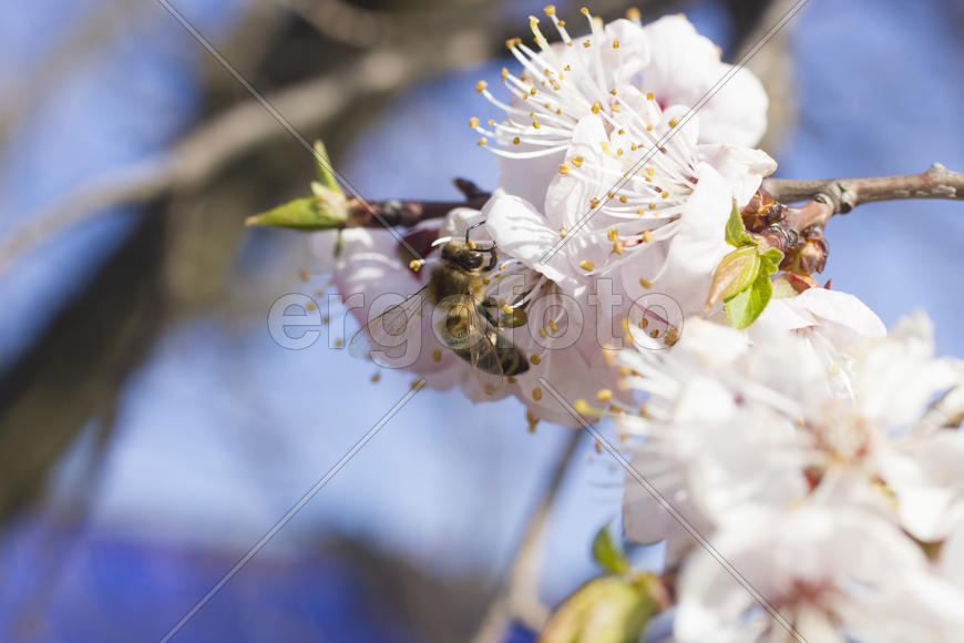 The bee on a fruit tree collects nectar and pollinates flowers
