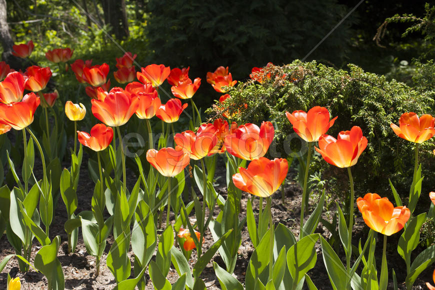 Beautiful spring flowers are pleasing to the eye beauty and tenderness