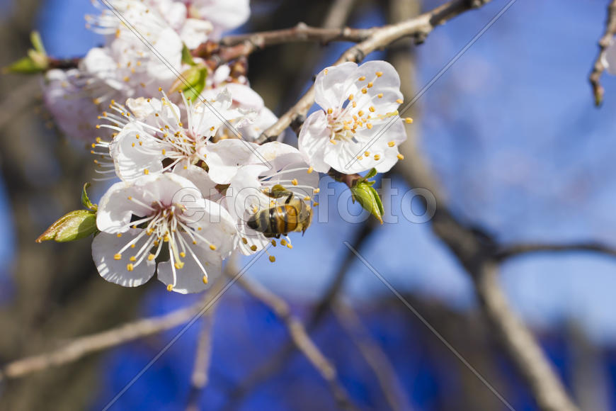 The bee on a fruit tree collects nectar and pollinates flowers