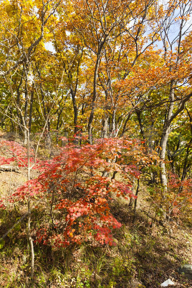 The autumn wood waiting for winter is pleasing to the eye rich paints