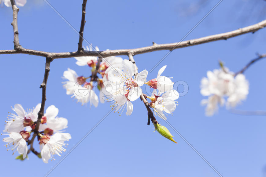Beautiful spring flowers are pleasing to the eye beauty and tenderness