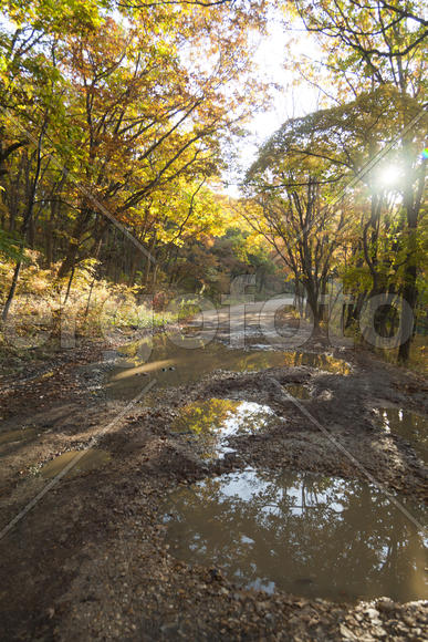 Autumn forest colorful stands in the last days of autumn