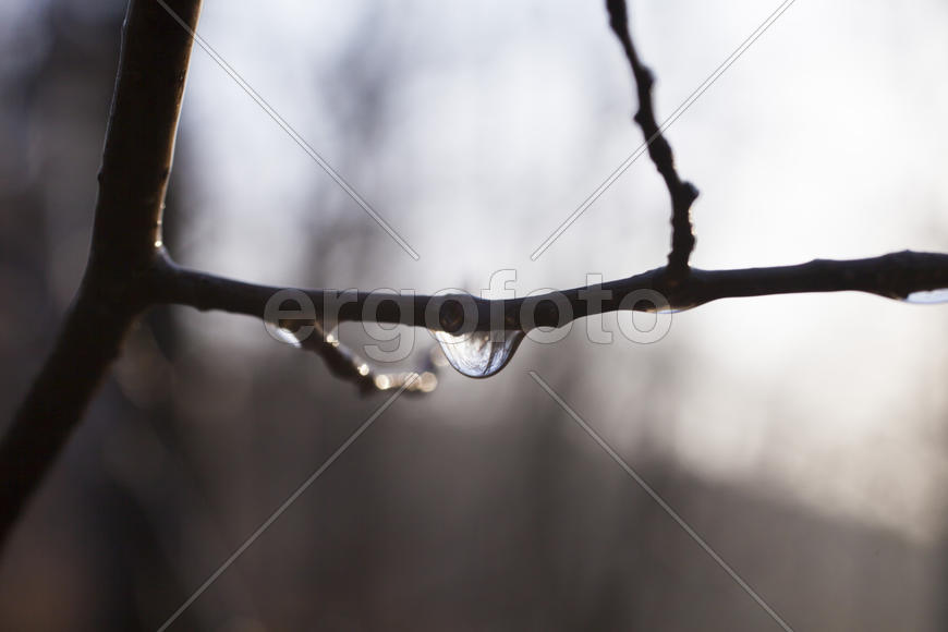 The drop after the settled fog reflects the surrounding wood in a branch