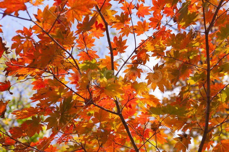 The autumn wood waiting for winter is pleasing to the eye rich paints